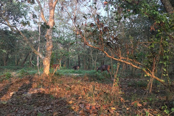 1 Night 2 Days Chitwan Jungle Safari Tour from Kathmandu - Chitwan National Park, the short drive that feels like a real ecosystem