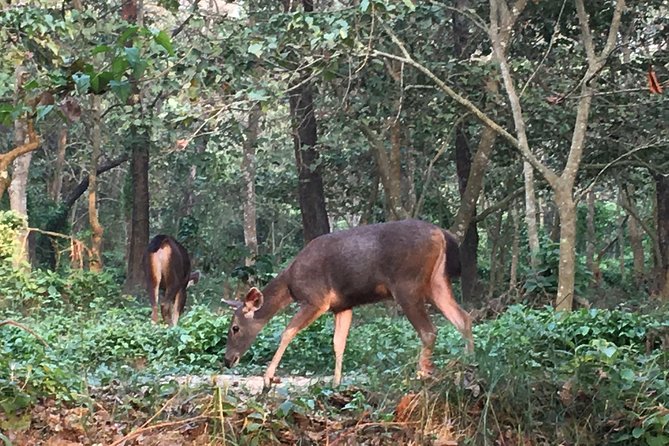 1 Night 2 Days Chitwan Jungle Safari Tour from Kathmandu - Morning jeep safari: the core wildlife moment