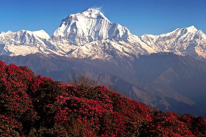 10 Days Private Guided Annapurna Basecamp Trek via Poon Hill - Price and what $800 buys you (and what it does not)