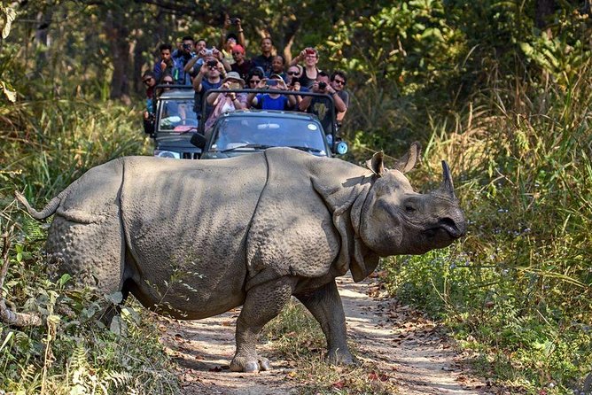10 days Special Nepal Tour Package - Canoe on the River and an Evening Natural Walk in Chitwan