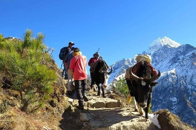 14 Days Everest Base Camp Trekking - Kala Pathar and the Downhill Reset: Pheriche and Namche Back Track