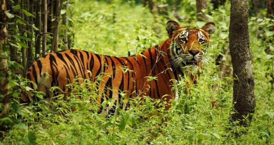 2 Days Chitwan Jungle Safari Tour from Pokhara/Kathmandu - FAQ