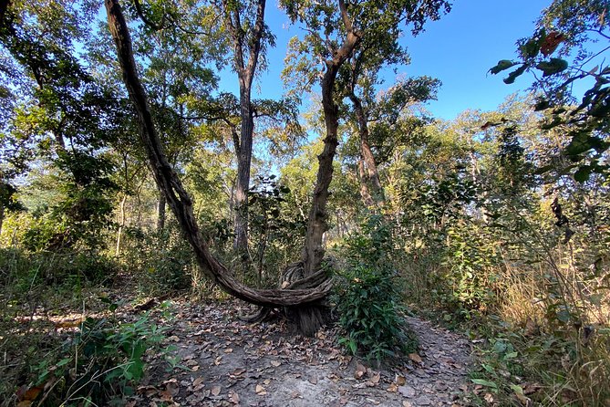 2 Hours Nature Walk in Chitwan National Park - Comfort, timing, and what to plan around in Sauraha