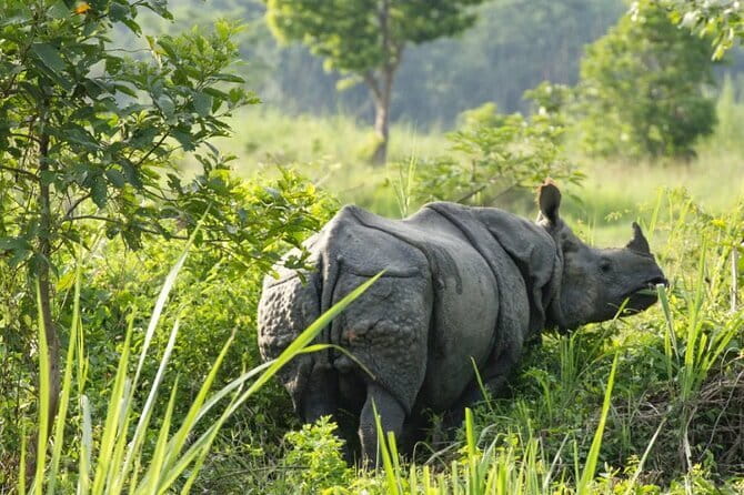 2 Night 3 Day Chitwan Jungle Safari Tour from Pokhara - Tharu Culture Time: Traditional Dance and Real Human Scale