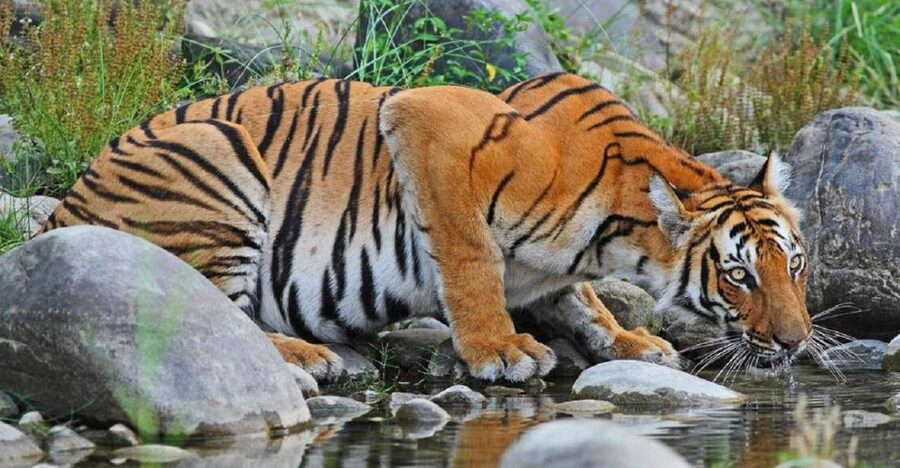 3-Day Chitwan Jungle Safari Adventure From Kathmandu/Pokhara - Key Things That Make This Chitwan Safari Worth Your Time