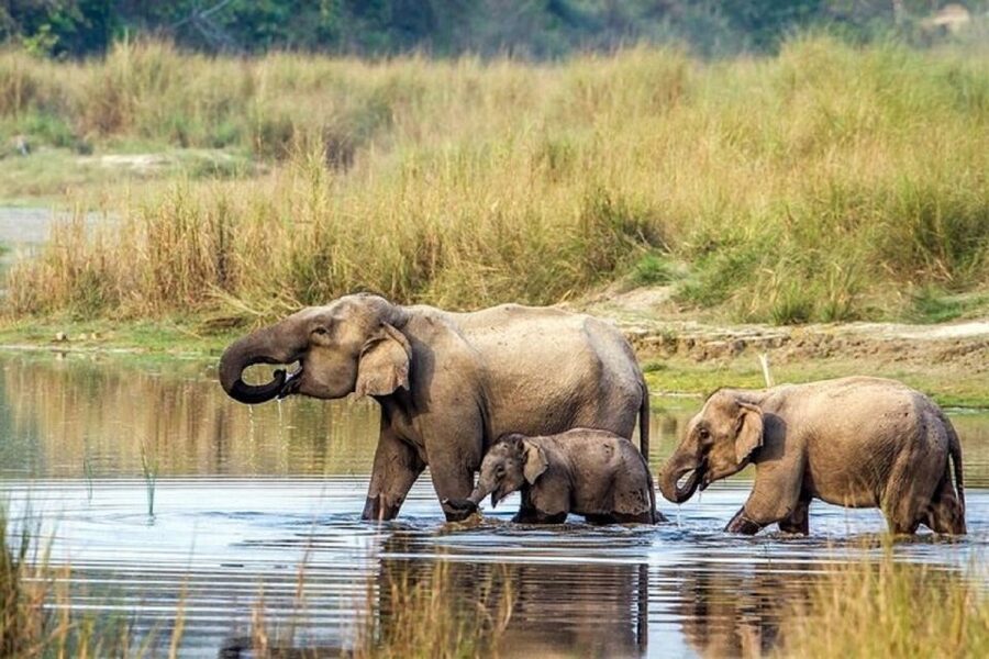 3-Day Chitwan Jungle Safari Adventure From Kathmandu/Pokhara - Where Chitwan Works So Well for Wildlife Watching