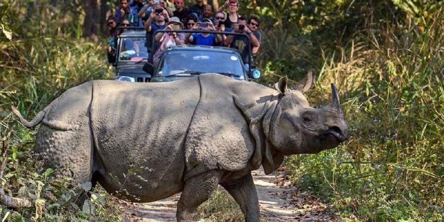 3-Day Chitwan Jungle Safari Adventure From Kathmandu/Pokhara - Day 2: Canoe Ride, Birdwatching, Jungle Walk, and the Elephant Breeding Center