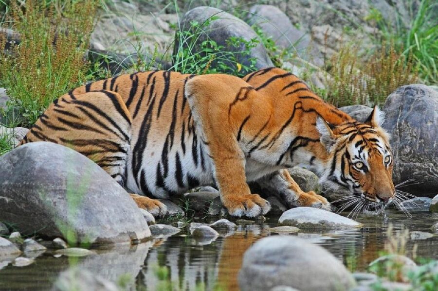 3-Day Chitwan Jungle Safari Adventure From Kathmandu/Pokhara - Day 3: The Return Drive and How to End the Trip Well