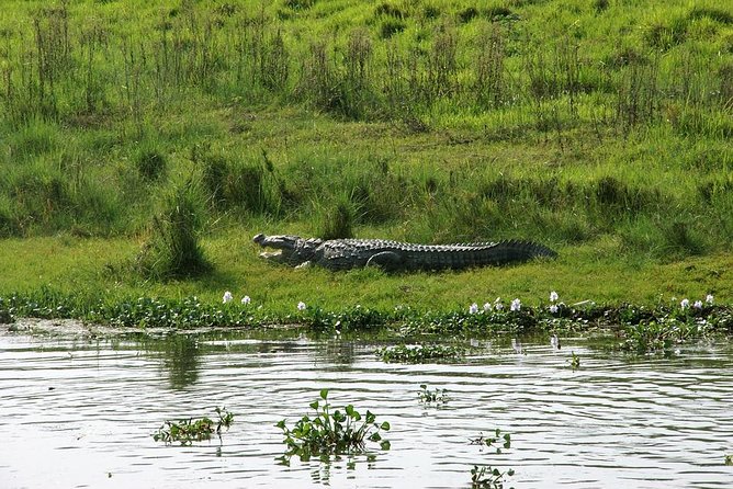 3-Day Chitwan Jungle Safari Tour from Kathmandu - Day 2: Rapti River bird watching and canoe riding before the safari work