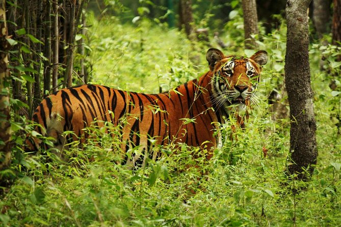 3-Day Chitwan Jungle Safari Tour from Kathmandu - Tharu Village and museum time: why culture matters on safari