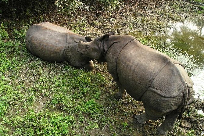 3-Day Chitwan Jungle Safari Tour from Kathmandu - Hotel and meals: 3-star comfort you can actually use