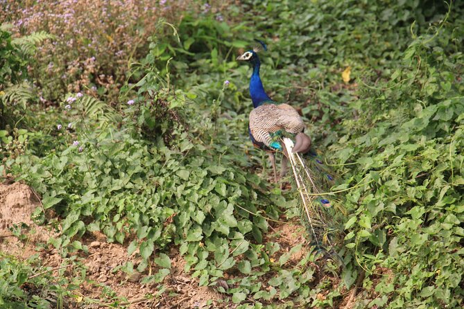 3-Day Chitwan National Park Jungle Safari Tour Package with Pick Up - Day 1: Kathmandu Arrival, Briefing, and Tharu Culture at 15:00
