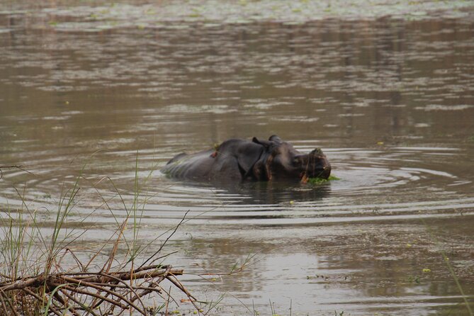 3-Day Chitwan National Park Jungle Safari Tour Package with Pick Up - Day 2: Early Wake-Up, Rapti River Canoe Ride, and Birdwatching