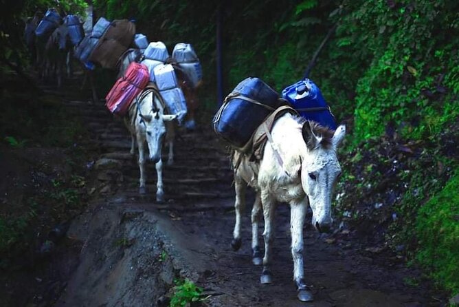 3 Days 2 Nights Poon Hill Trekking - Day 3: Ghandruk to Nayapul, ending in the real world
