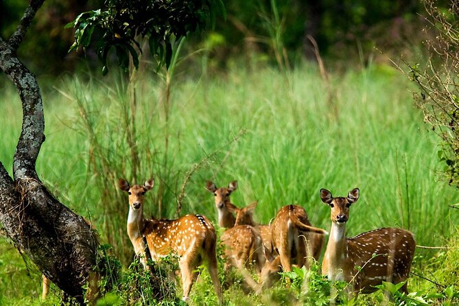 3 Days and 2 Nights Chitwan National Park Safari Tour in Pokhara - Key points at a glance