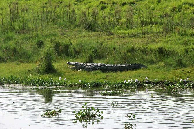 3 Days and 2 Nights Chitwan National Park Safari Tour in Pokhara - Day 1 in Sauraha: check-in, Tharu culture, and a calmer introduction