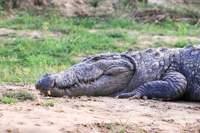 3 Days and 2 Nights Chitwan National Park Safari Tour in Pokhara - The guide factor: why “nature guide” makes a big difference