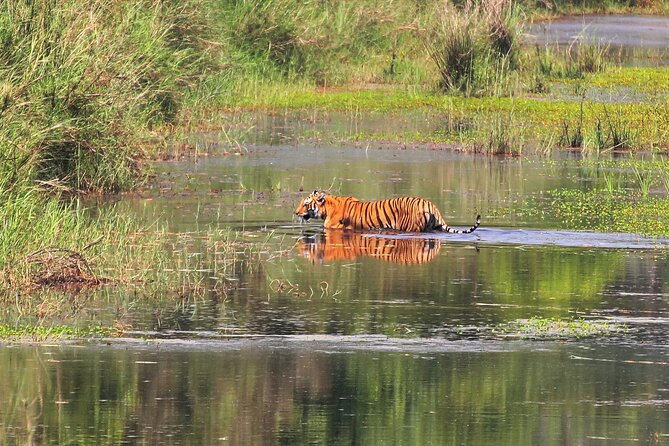 3 Days and 2 Nights Chitwan National Park Safari Tour in Pokhara - Day 3: a clean exit from Chitwan and back toward your next base