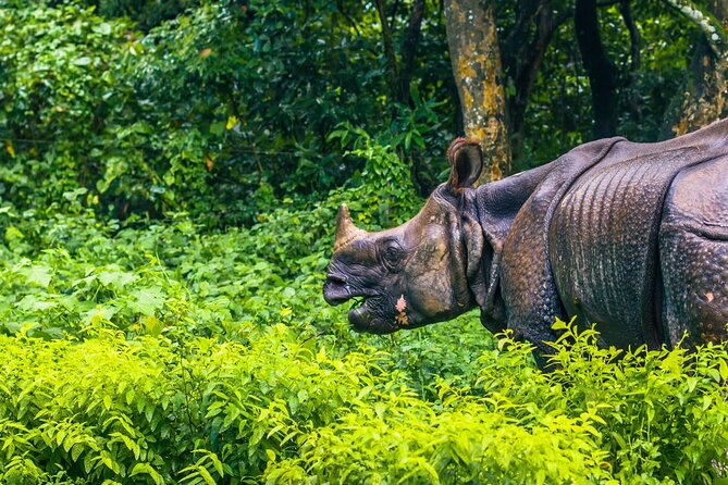3 Days and 2 Nights Chitwan National Park Safari Tour in Pokhara - Day 2 at 6:30 am: the Jeep safari window that wildlife days depend on