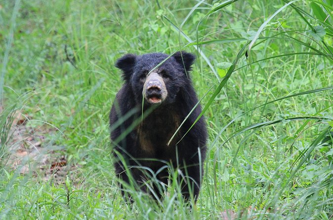 3 Days Jungle Safari in Chitwan National Park - Day 2: Rapti canoe trip, jeep safari, and Tharu stick dance