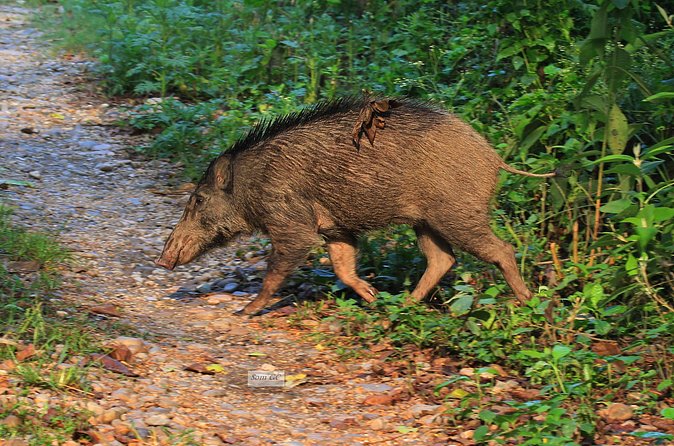 3 Days Jungle Safari in Chitwan National Park - Day 3: naturalist bird walk along the Rapti River