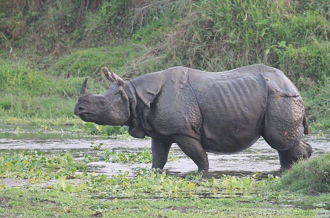 3 Days Jungle Safari in Chitwan National Park - Value check: what $172.47 buys you (and what to watch for)