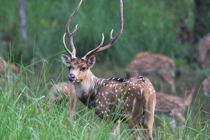 3 Days Jungle Safari in Chitwan National Park - Day 1: Tharu village life, Chitwan Museum context, and Rapti sunset