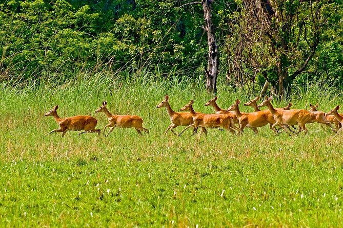 3 Nights 4 Days Chitwan National Park with Tower Night Stay - Getting to Chitwan: the long, bumpy start that sets expectations