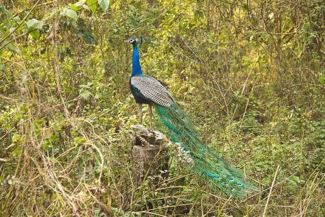 3 Nights 4 Days Chitwan National Park with Tower Night Stay - Food and comfort: what is included, what to budget for