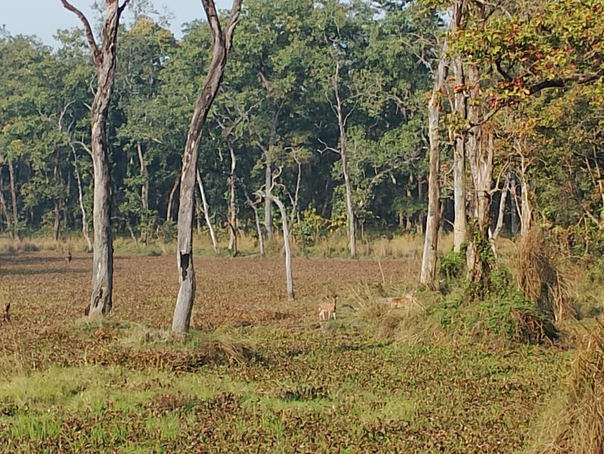 3 Nights 4 Days Chitwan National Park with Tower Night Stay - Price and value: what $424 per person really covers