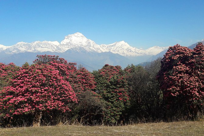 4-Day Private Poon Hill Trekking Tour - Key things that make this trek work