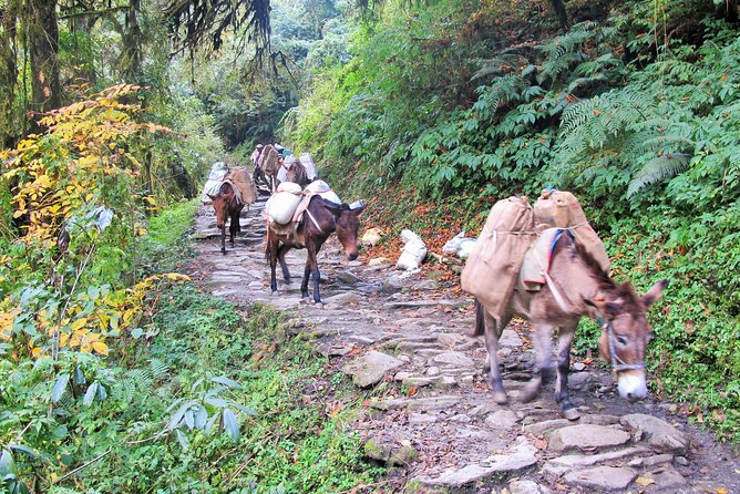 4-Day Private Poon Hill Trekking Tour - Teahouses, meals, and the real comfort checklist