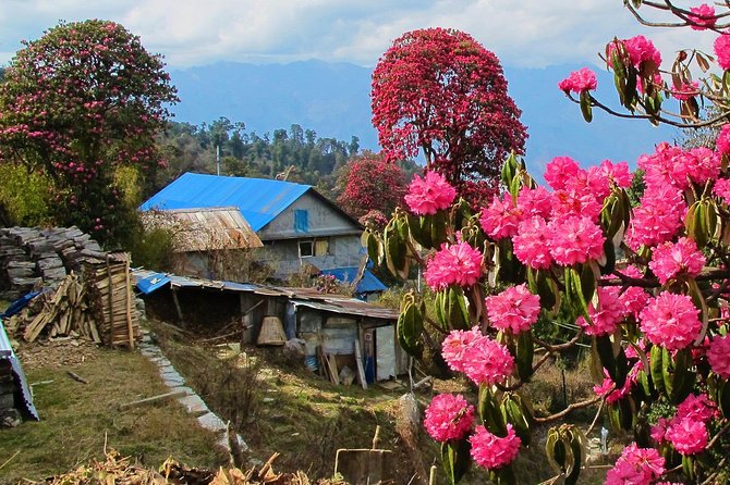 4-Day Private Poon Hill Trekking Tour - Safety and guidance: permits, first aid, and guides who adjust
