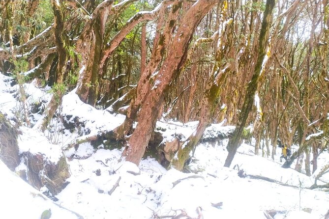 5 Day Mardi Himal Base Camp Trek in Pokhara - Day 1: Pokhara to Kande, Pitam Deurali views, and Australian Camp