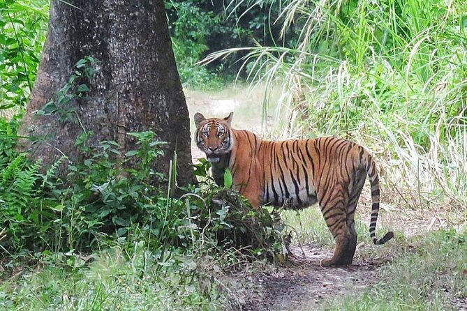 8 Days Tour in Nepal (Accommodation at 5 Star Hotel) - Day 3 to Chitwan, travel day plus a riverside evening
