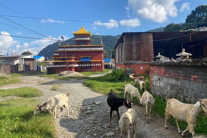 Afternoon Tibetan Cultural Tour to Tibetan Settlements Pokhara - Timing, Walking, and How to Set Yourself Up for a Smooth Afternoon
