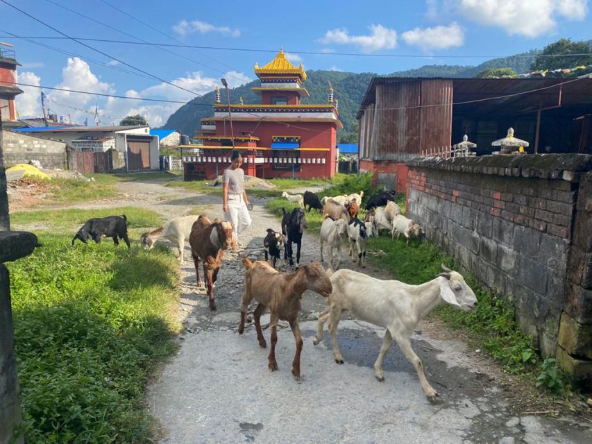Afternoon Tibetan cultural tour - Pema Ts’al Sakya Monastic Institute: prayer wheels, symbols, and respectful walking