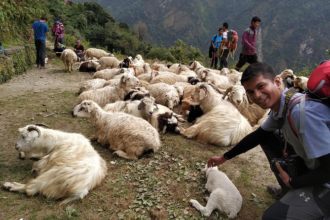 Annapurna: 2 Days 1 Night Poon Hill Trekking - Day 1 in Ghorepani: evergreen forest walking and a restful tea house night
