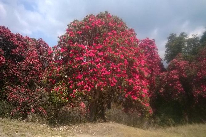 Annapurna Base Camp Trek - 11 Days - Day 7 and Day 8: Deurali to Machhapuchhre Base Camp, and the long view day