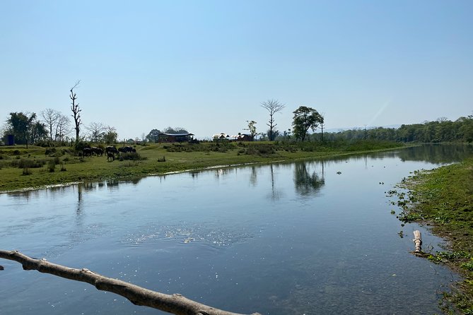 Canoeing and Nature Walk in Chitwan National Park - The forest nature walk: your hour of birds, plants, and hidden action