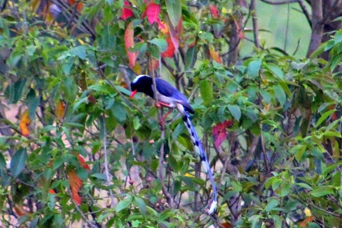 Changunarayan Hill to Telkot Hike Near Kathmandu Day Tour - Guide Rj and the Value of a Private, Human-Paced Day