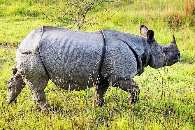 Chitwan 2 Nights All Inclusive Jungle Safari Tour - Chitwan 3 days: what this all-inclusive pace really means