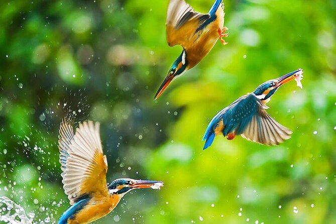 Chitwan 2 Nights All Inclusive Jungle Safari Tour - Canoe, jeep safari, jungle walk, and bird watching, how it adds up