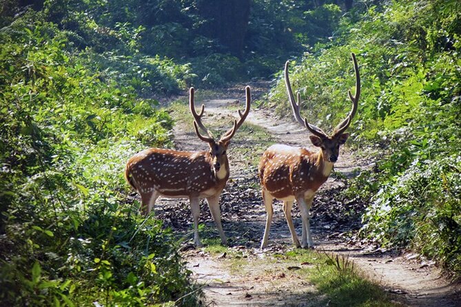 Chitwan 2 Nights All Inclusive Jungle Safari Tour - Your lodge in the park area near Sauraha: where comfort meets access