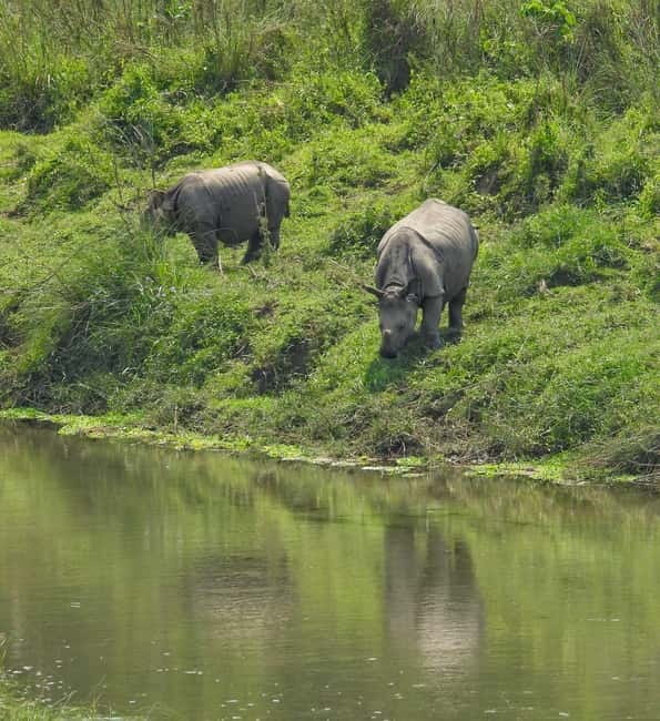 Chitwan: Full-Day Safari Canoeing and Jungle Walk and Jeep - Key highlights you should care about