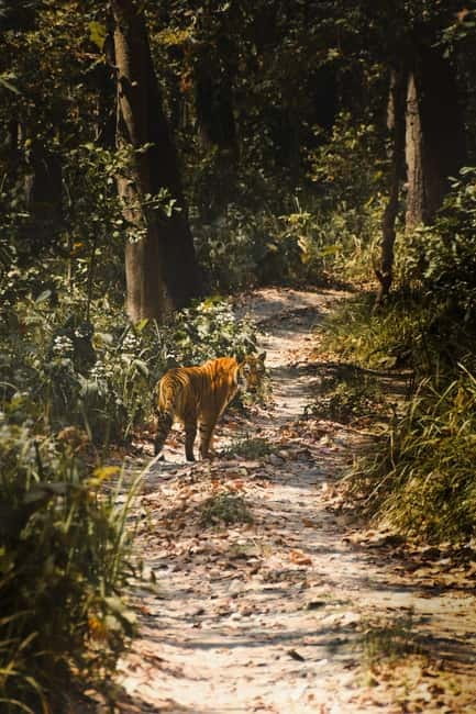 Chitwan: Full-Day Safari Canoeing and Jungle Walk and Jeep - Price and value: what $86 gets you, and where costs can pop up