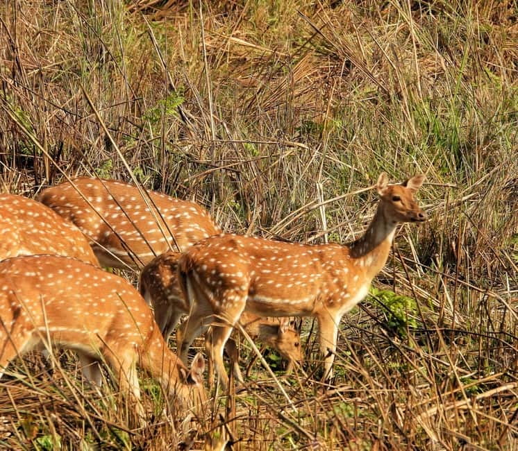 Chitwan: Full-Day Safari Canoeing and Jungle Walk and Jeep - Why Chitwan works so well in 10 hours