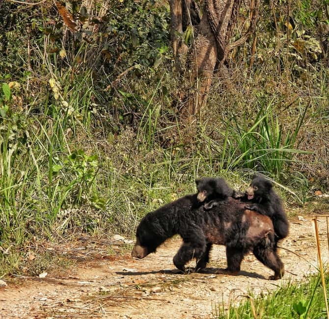 Chitwan: Full-Day Safari Canoeing and Jungle Walk and Jeep - Rapti River canoe: how this part actually helps you see more