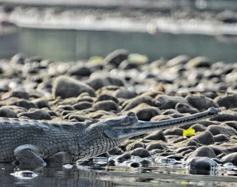 Chitwan: Full-Day Safari Canoeing and Jungle Walk and Jeep - Jungle walk in Chitwan: rhino spotting and pace you can handle