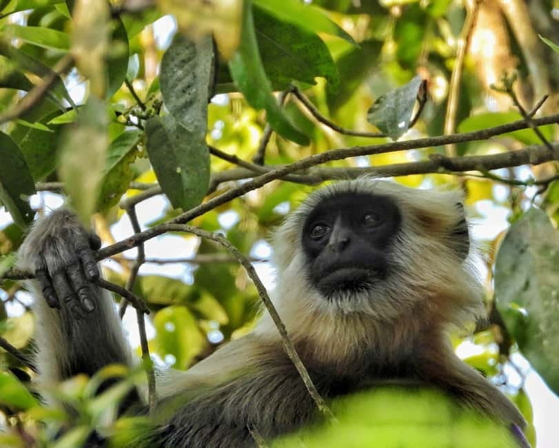 Chitwan: Full-Day Safari Canoeing and Jungle Walk and Jeep - Jeep safari time: what changes by season (and why)